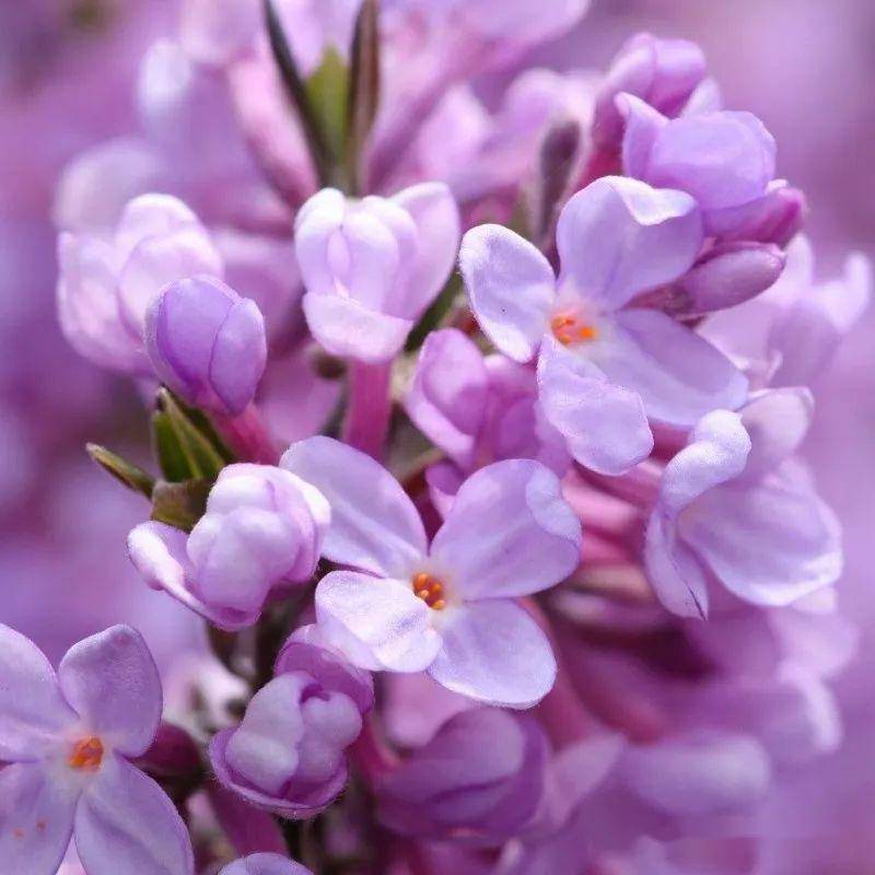 紫色琼花图片图片