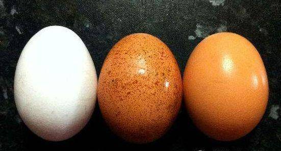 红皮与白皮鸡蛋哪个更好?其实鸡蛋颜色和营养成分无关,不用担心