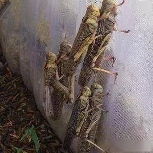 微信公众平台帮了蚂蚱王的忙销售蚂蚱3600斤