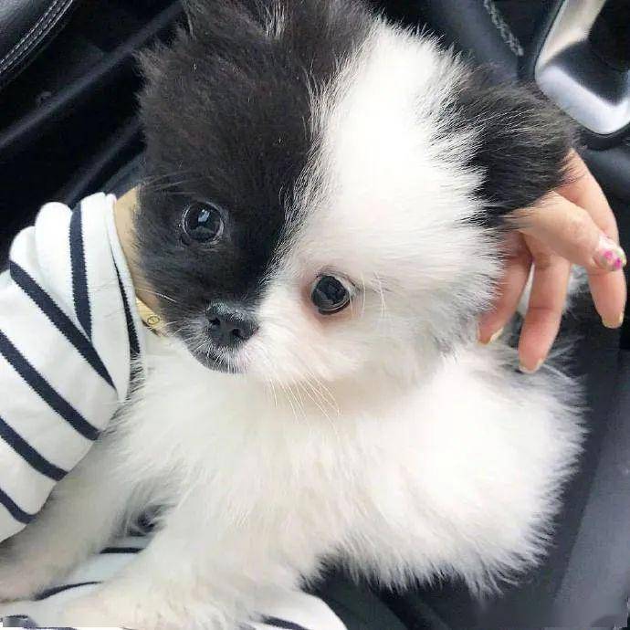 阴阳双面狗帅炸