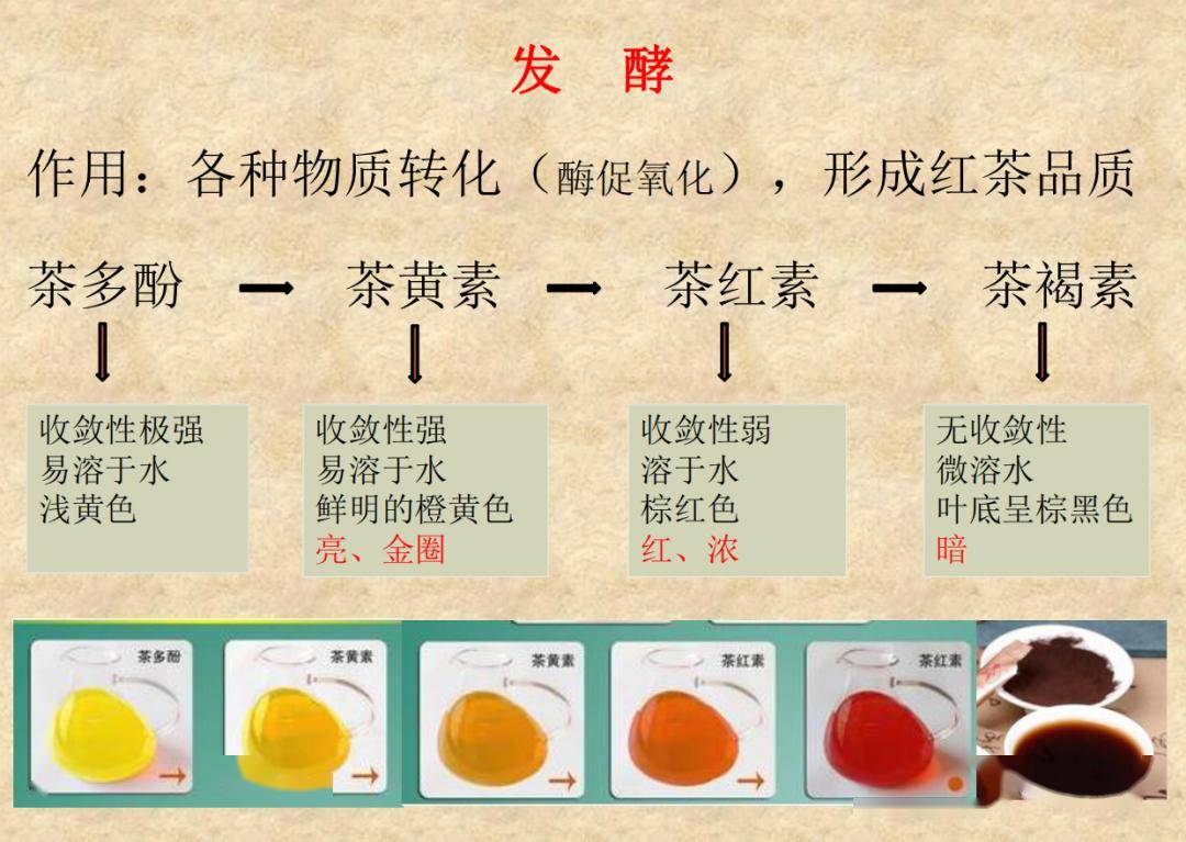 茶叶通过发酵将各种物质转化(酶促氧化),形成红茶品质