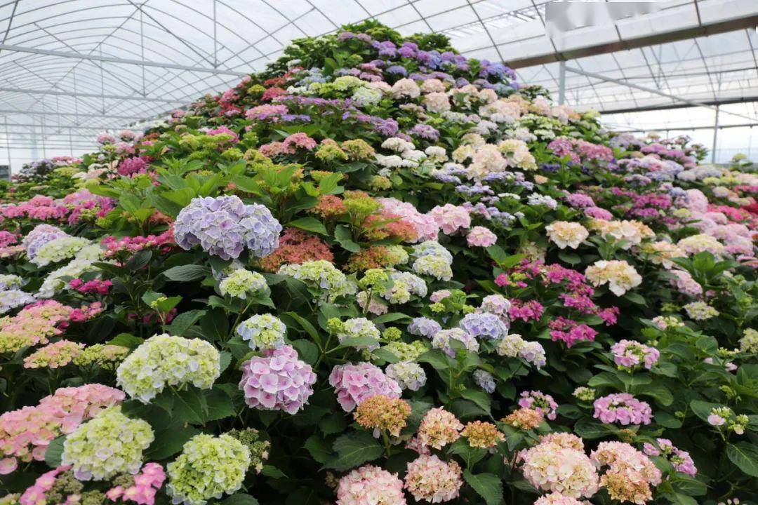 520·以爱之名,与花相约!大片绣球组成的梦幻花海等你来