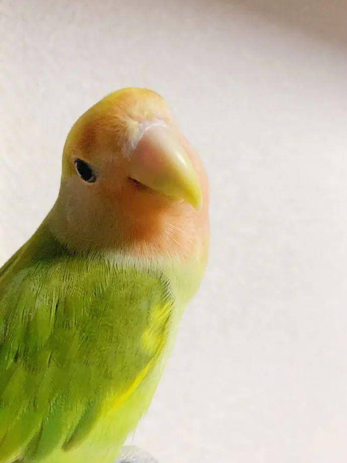 今天给大家看小啾啾照片那么美真实却是个小魔鬼