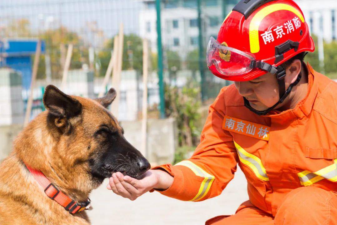 還記得功勳搜救犬沈虎嗎如今它化為一尊銅像永遠留在棲霞