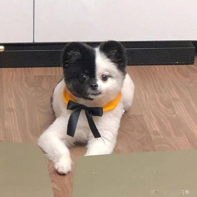 阴阳双面狗帅炸