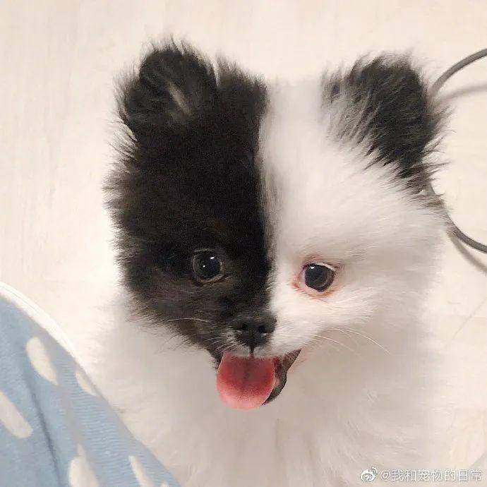 阴阳双面狗帅炸