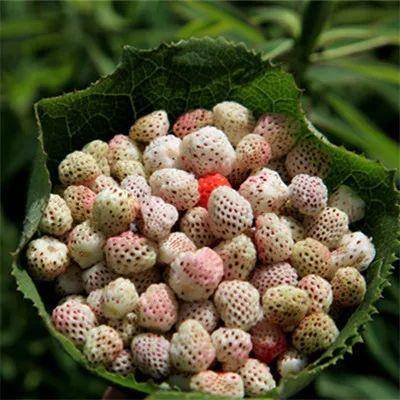 来康县邀你共赴一场野生瓢子的盛宴67