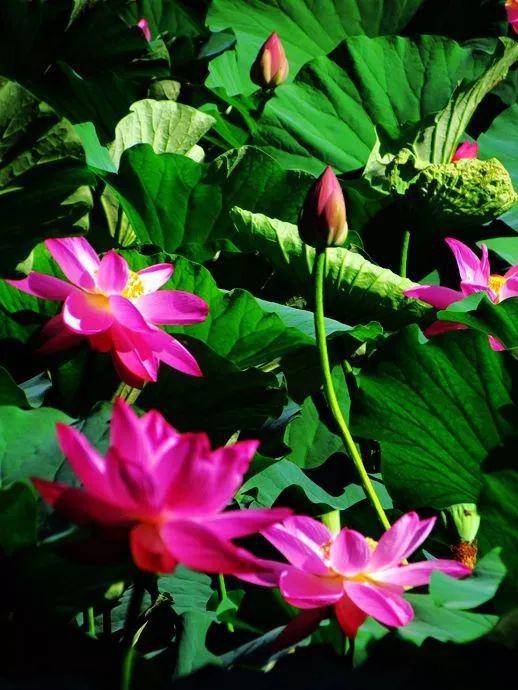 这些四季最美的花实在是太漂亮了建议收藏慢慢欣赏