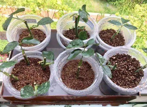 重温"撞墙2.0月季扦插法",经典又实用!厉害啦