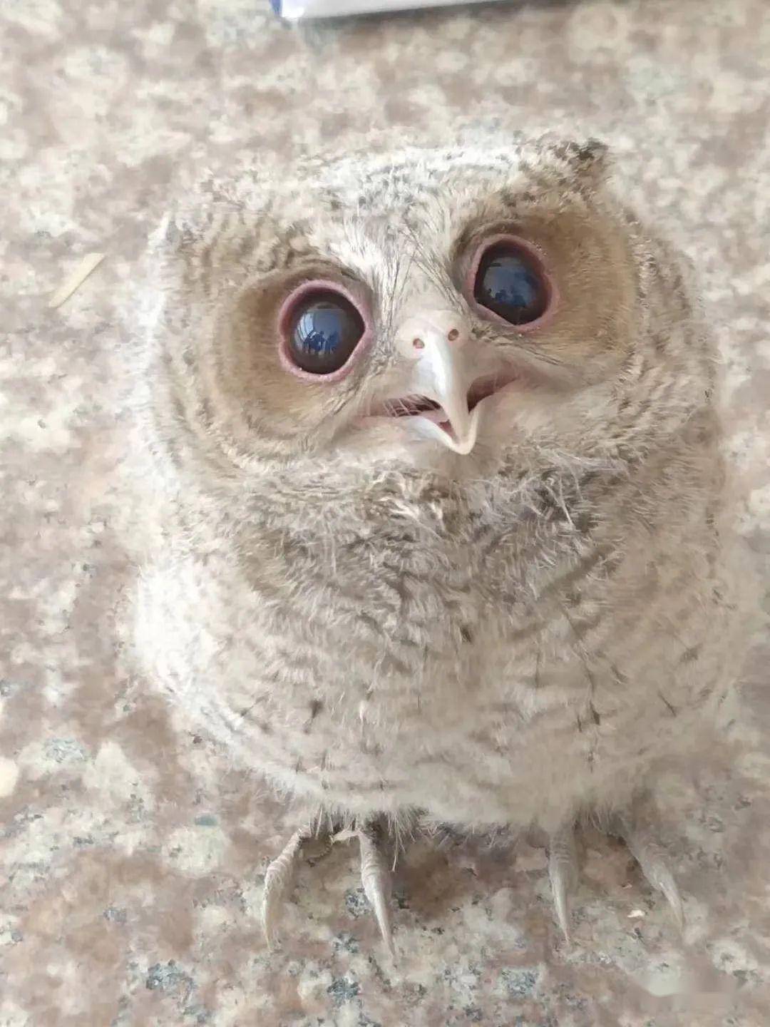 霞浦后港边防派出所救助3只国家二级保护动物"大眼萌"