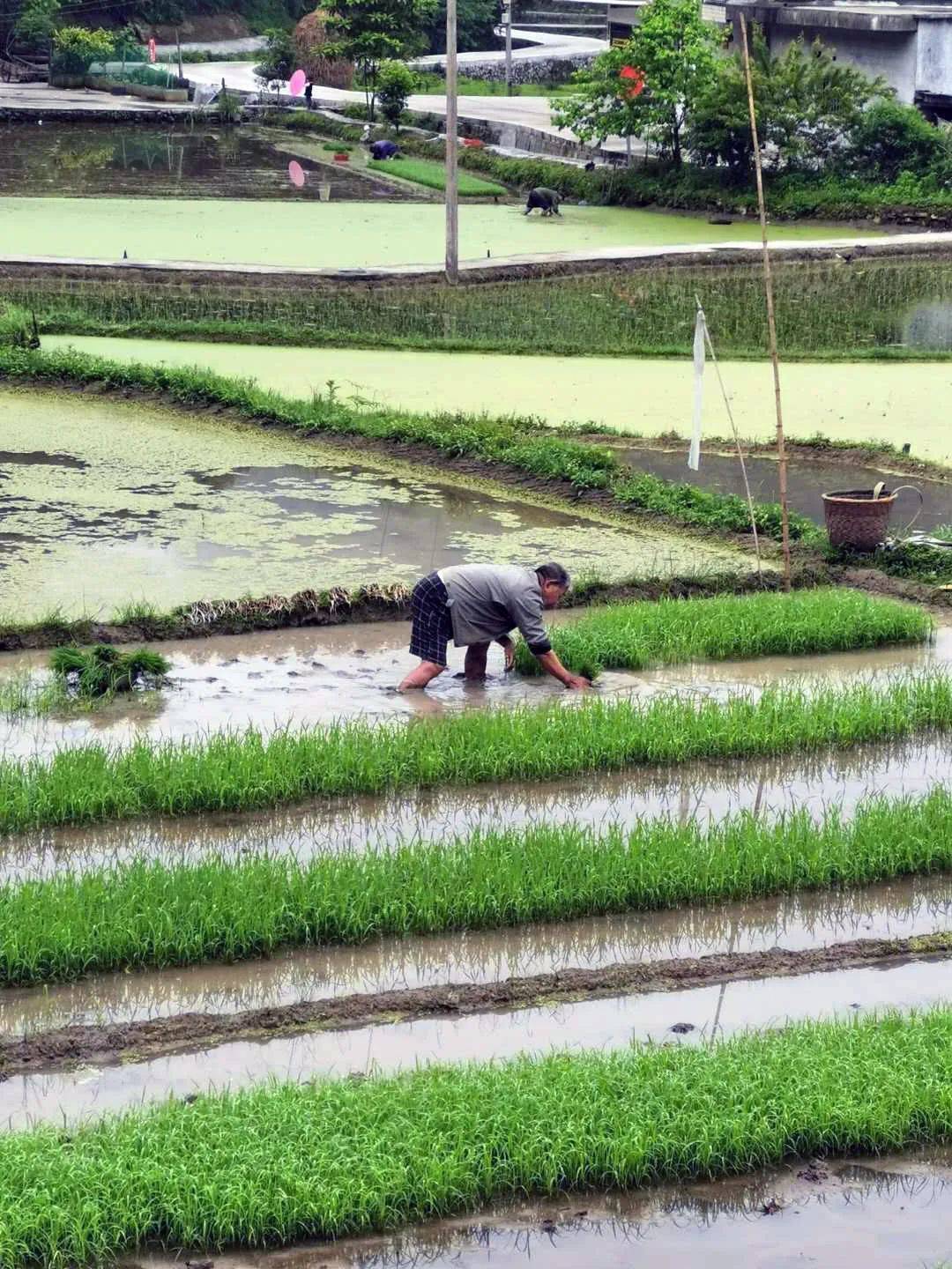 栽秧泡春筍子打油菜銅梁人你媽喊你回家了