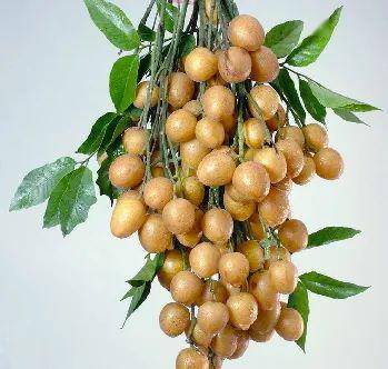 来海南必吃果中之宝黄皮