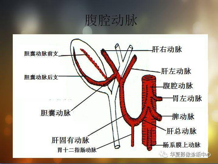 【收藏】全腹部高清CT图谱,淋巴结彩色图谱,血管解剖图谱大汇总!_主动脉