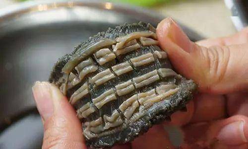 一只白海参33万元天价拍卖是什么引起如此高价产生呢