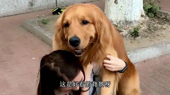 金毛轮胎看到美女都走不动了主人让它去照相找个好看的背景