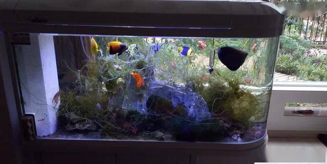 超级懒人海缸,从不换水还能有空气缸的效果