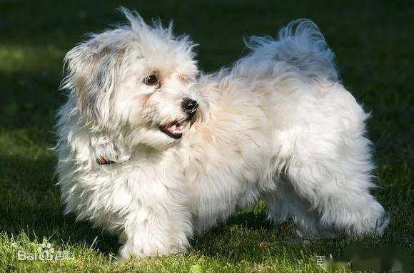 十种最听话最好训练的狗德国牧羊犬排名第二