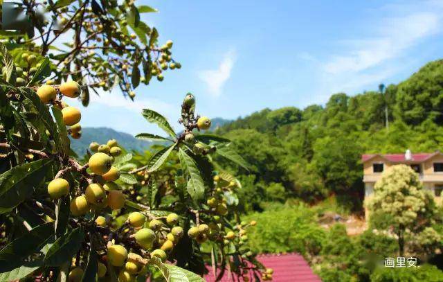 亮點2歡樂採摘之行推薦採摘點:山上村枇杷基地,山上組,東坑組,團樂組.