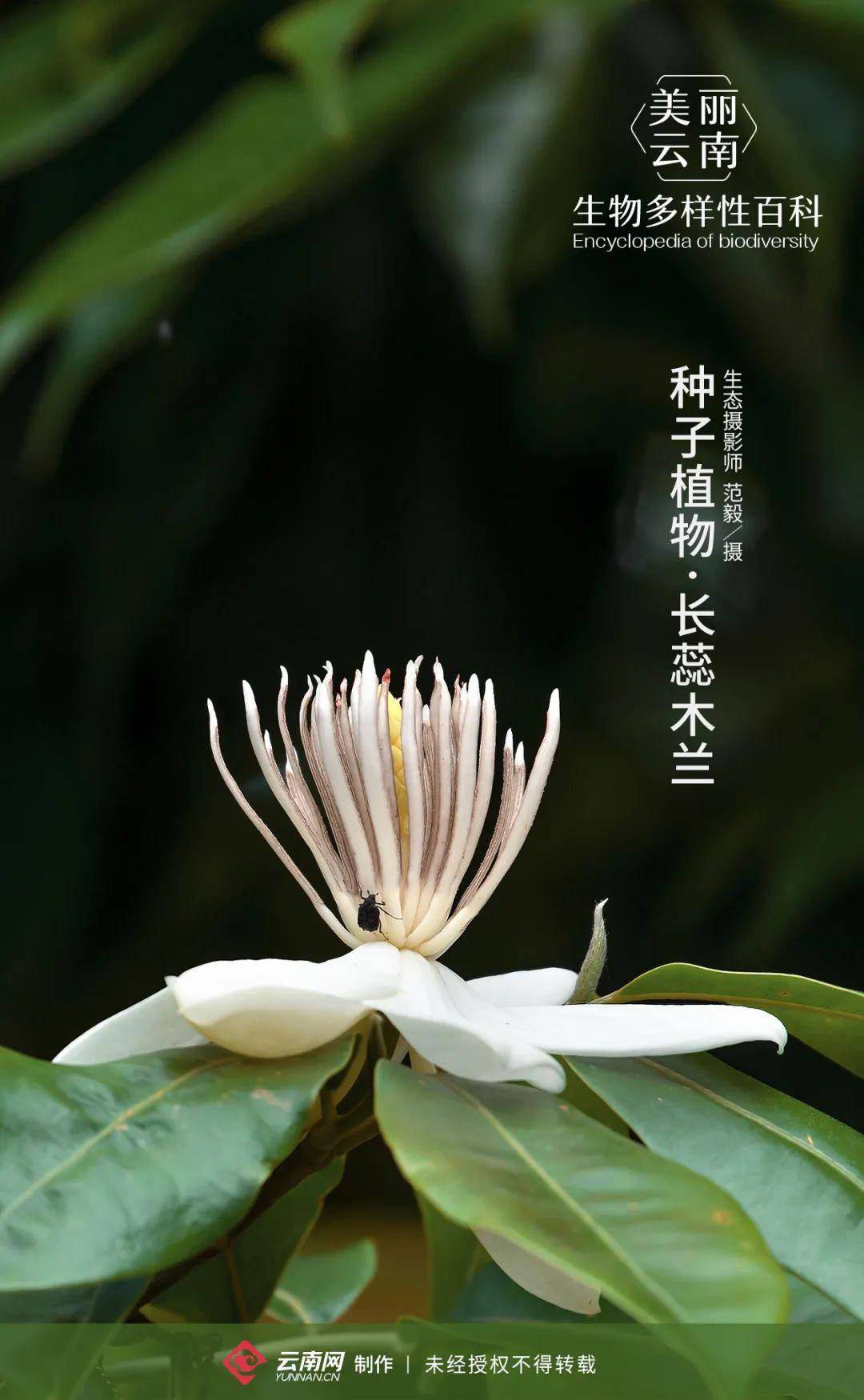 生物多样性百科种子植物61长蕊木兰登上邮票的明星物种