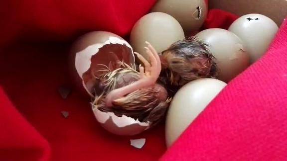 野鸡孵化过程的照蛋图图片