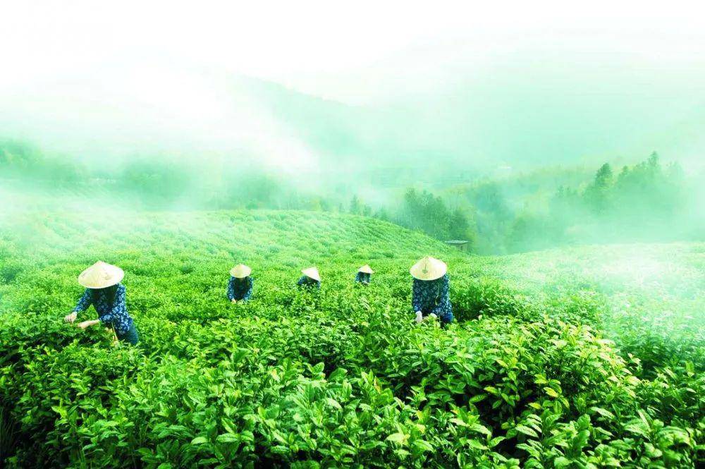 原產區徽州區富溪鄉·謝裕大黃山毛峰生態茶園安徽省位於我國中東部