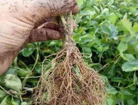 水是肥的腿根是肥的嘴选好肥用好料就到天叶根系发达产量倍增