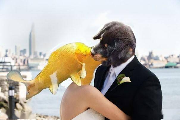小狗在水池边亲吻锦鲤鱼的照片引起网友ps大赛