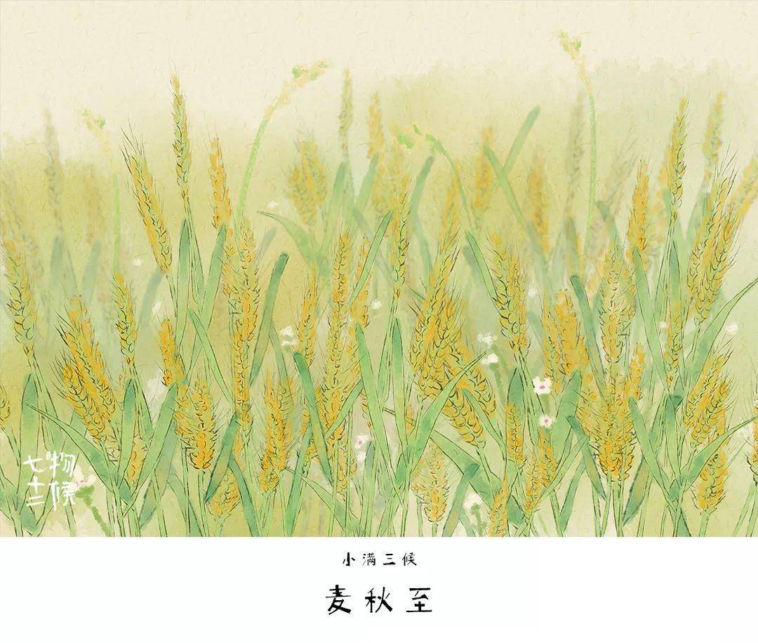 靡草是初春最先长出来的一种野草,它和小麦的生长周期基本一致,此时已