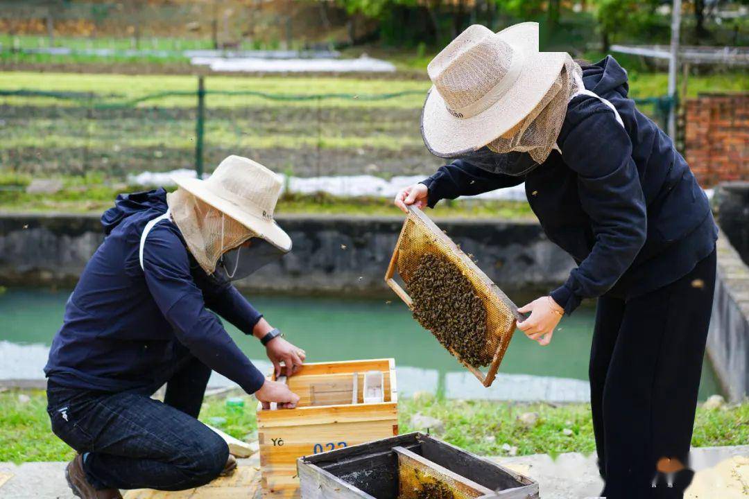 認養一箱蜜蜂 | 右滿舵探究性學習項目