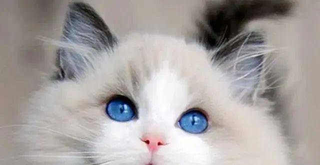 宠物猫排行，宠物猫排行 可爱的