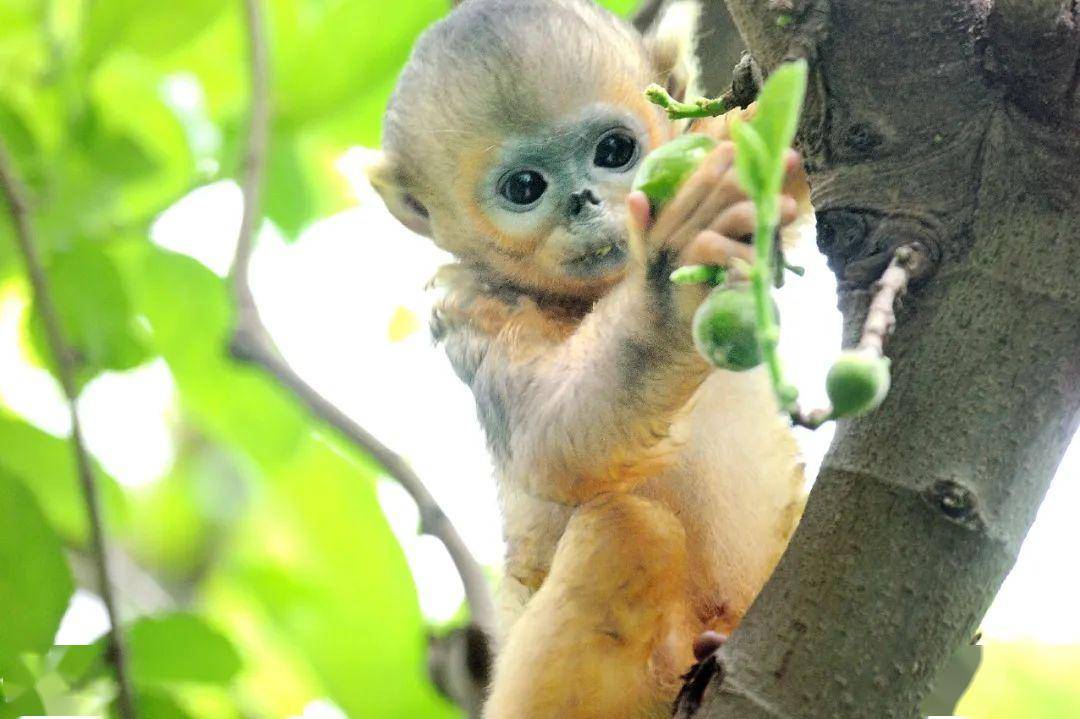 赞生物多样性之神奇为新生小金猴起个名字吧
