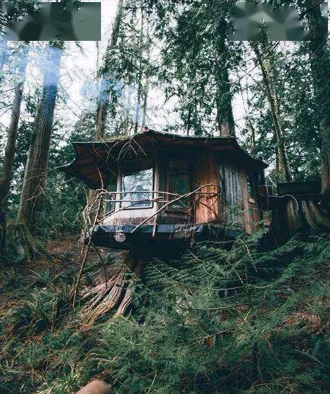 搭建庇护所,与树林谐和的木屋.