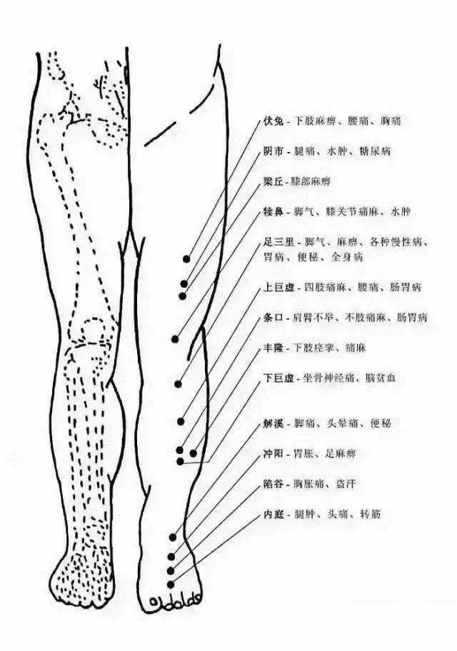 小腿漏谷对应的器官图图片