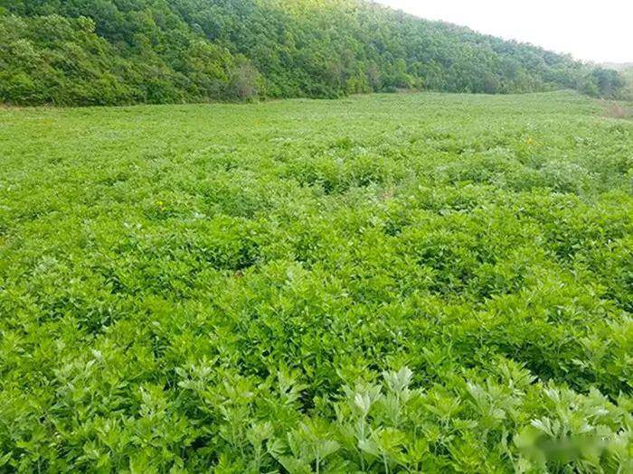 广西艾草种植基地图片