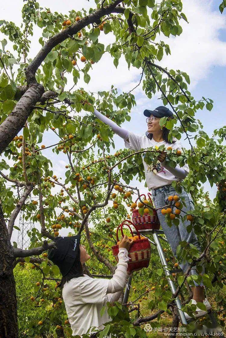 沙河将军墓"金太阳甜杏采摘节"来了,还有免费乘车,就餐服务哦!