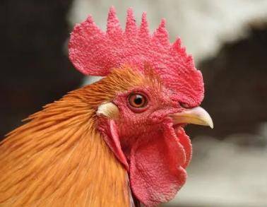 爱吃鸡肉的看看,4个部位没营养没好处,尽量别吃,但很多人爱吃_鸡头