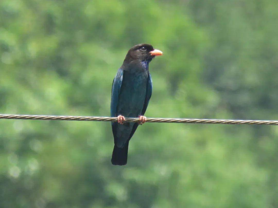 难得一见!江山市首次拍到全球濒危珍稀物种"丽星鹩鹛"