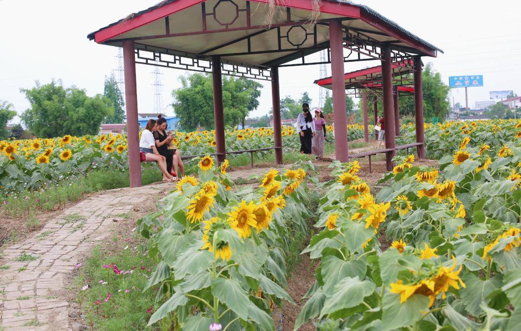 向阳而开广汉高坪这片花海等你来打call