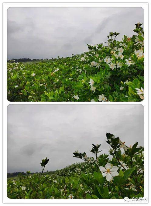 栀子花开,芬芳了五月!相约湖上栀子花基地,赏花去!