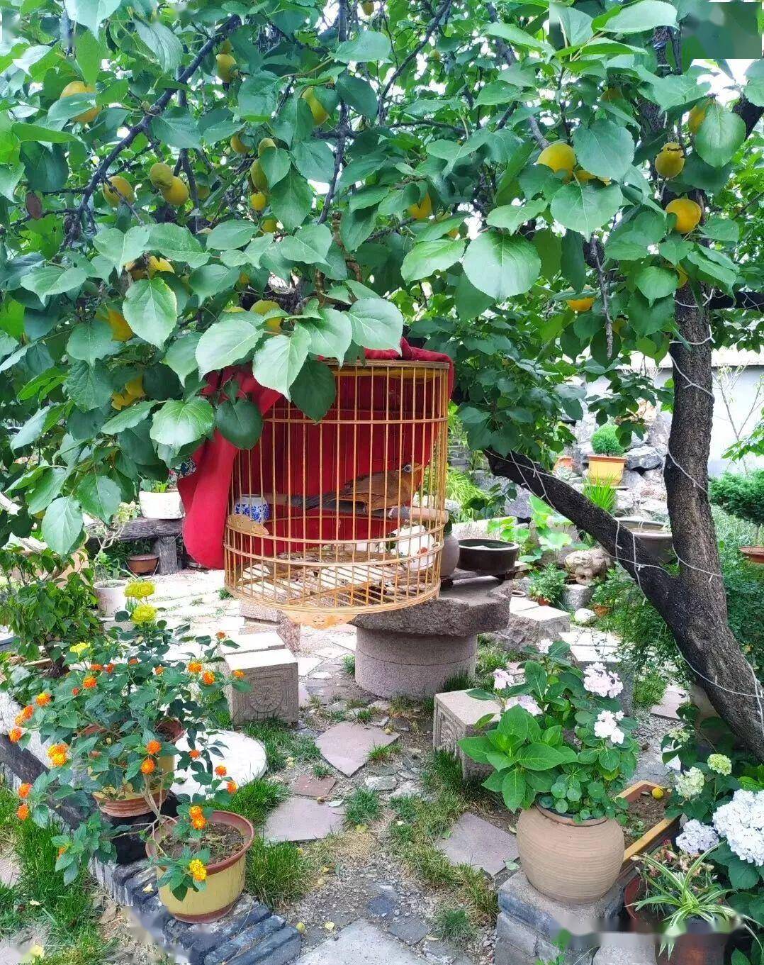 从前的小院,都有一颗这样的果树_手机搜狐网