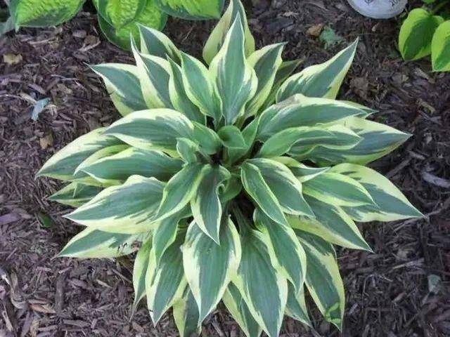 最美的观叶庭院植物是哪种?玉簪花了解一下