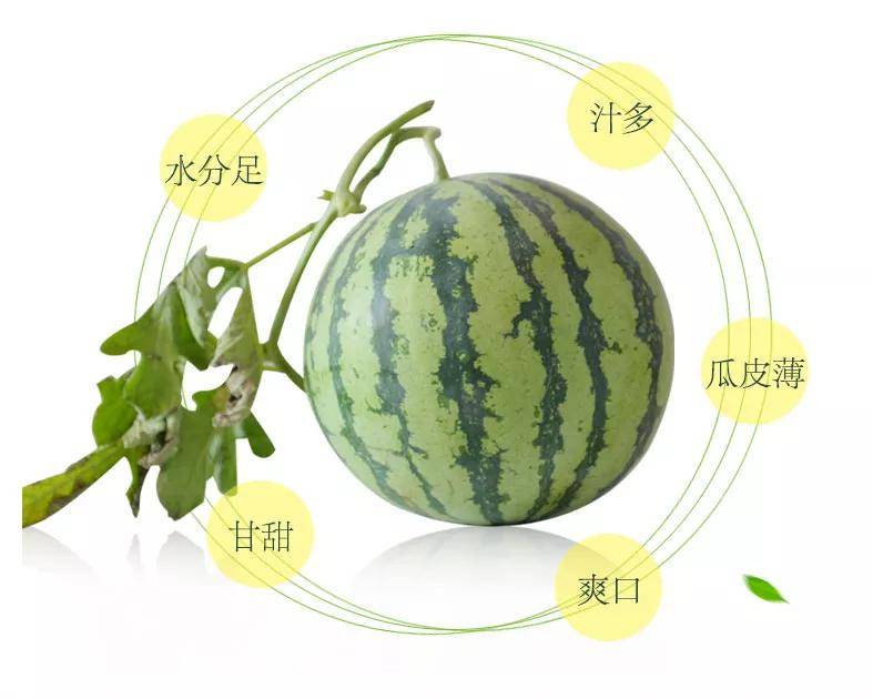 我们的西瓜生长在盐碱地,在盐分的胁迫下,酸性转化酶与中性转化酶的