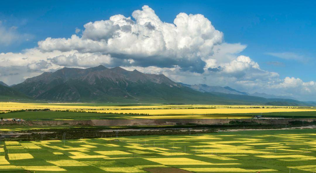 北方油菜发源地延绵数十公里这里有比青海湖更美的油菜花海