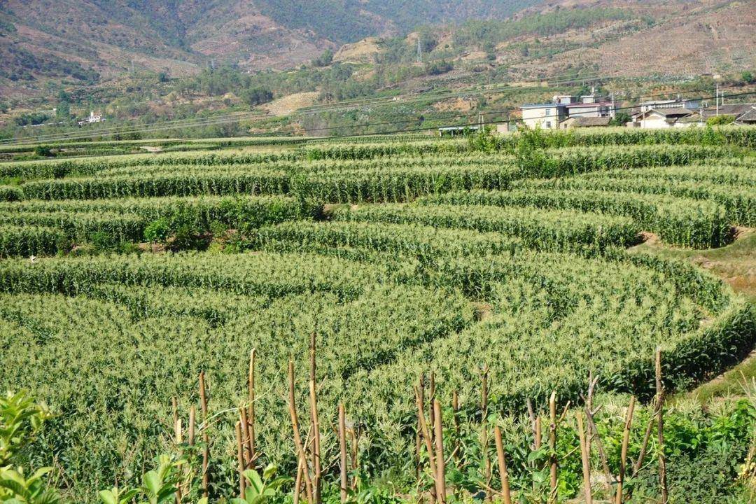 一口爆汁的福田甜糯玉米来啦鲜甜脆嫩