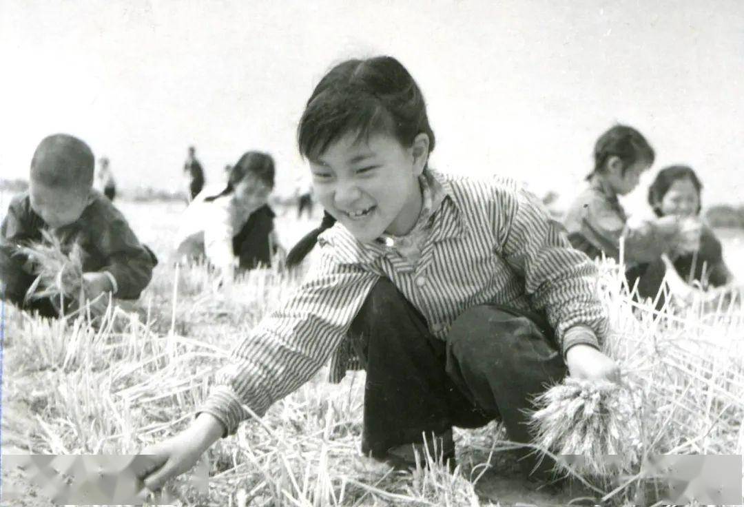 70年代打麦子的图片图片