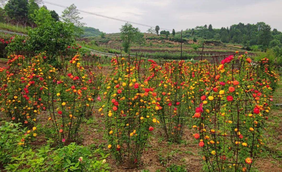 茗丰公司花椒及苗木繁育基地,花色各异,千姿百态的月季花正竞相开放