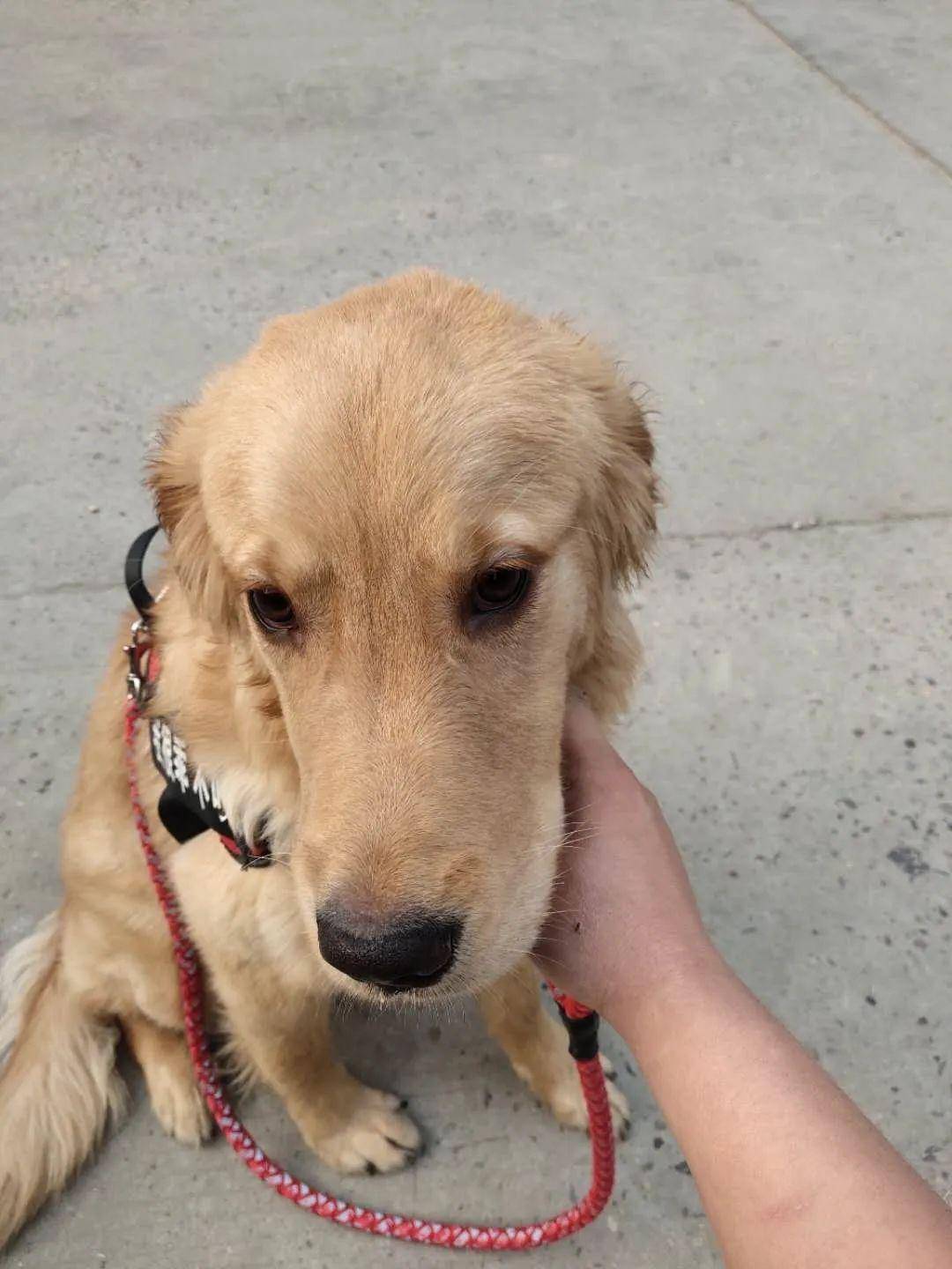 (无偿领养)我们群友的七个月金毛找新主人!【狗友群】