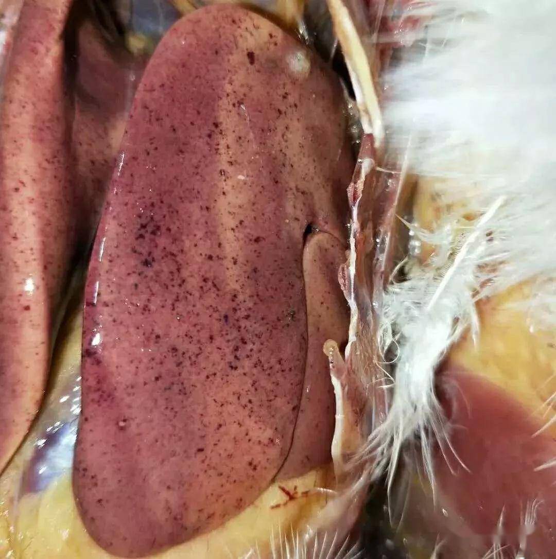 分享丨蚊虫活动的季节谨防鸡白冠病