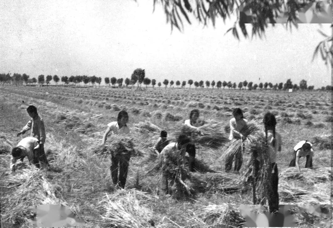 一组30年前肥乡麦收老照片曝光满满都是回忆