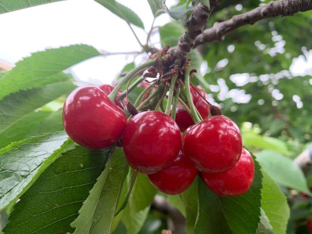 红了遵化这里的千亩樱桃樱你而来